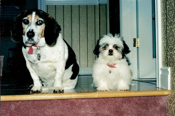 Chloe as a puppy