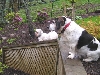 Patch & Chloe on retaining wall