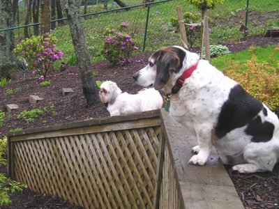 Patch & Chloe on retaining wall