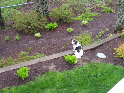 My backyard and Patch