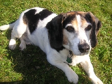 Patch in Pugwash