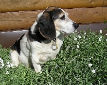 Patch in flower bed