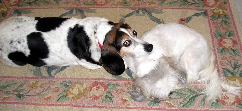 Cuddly couple