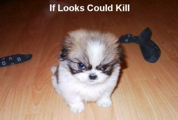 If looks could kill