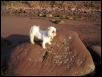 Chloe on rock