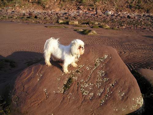 Chloe on rock