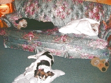 Sleeping Beauties