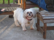 Chloe at Thanksgiving