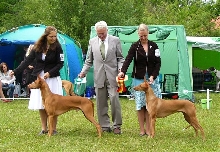 Swedish Sighthound Specialty BOS BOB