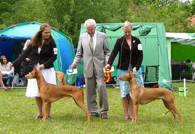 Swedish Sighthound Specialty BOS BOB
