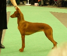 Hallam Farao Anubis Elodie Ramzi "Babe"