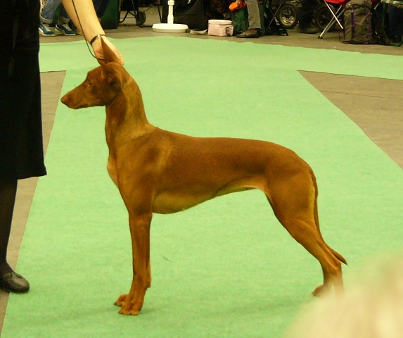 Hallam Farao Anubis Elodie Ramzi "Babe"