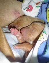 Weera's & Plupp's newborn pups