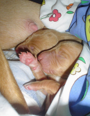 Weera's & Plupp's newborn pups