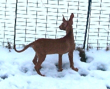 Allan out in snow