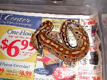 My new baby, Monty!