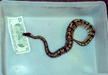 Size
