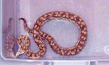 Dumeril's boa