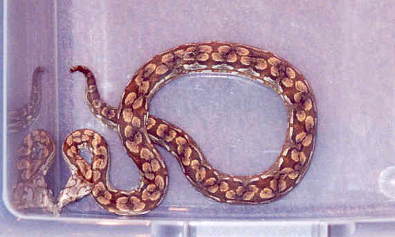 Dumeril's boa