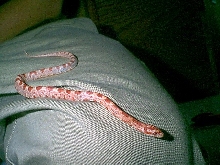 my new corn