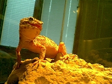 leorock