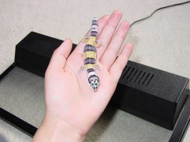gecko3