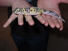 Gecko5