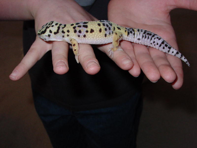 Gecko5