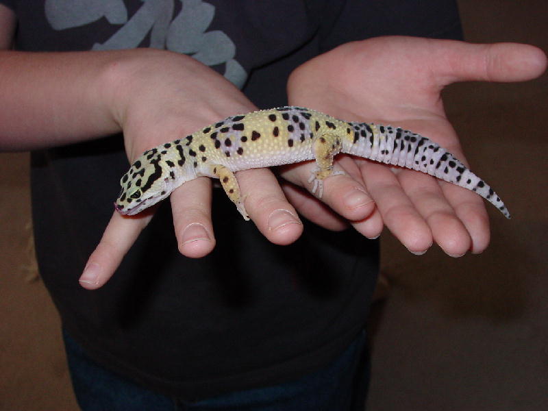 Gecko6