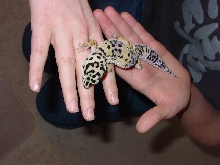 gecko7