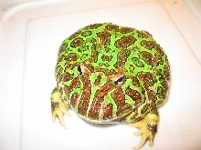 Good pic of my PacMan
