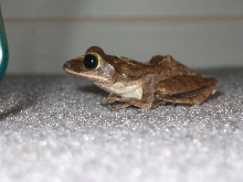 Help Identify