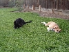 Mickey and Molly