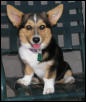 Dwarf Dog Nikita
