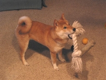 Yoshi - almost 6 months