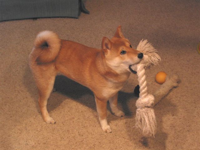 Yoshi - almost 6 months