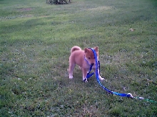 DW_Shiba_pup3