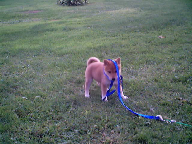 DW_Shiba_pup3