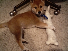DW_shiba_pup4