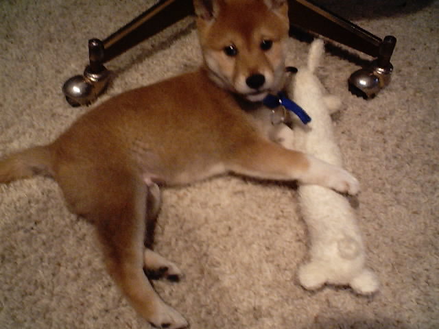 DW_shiba_pup4