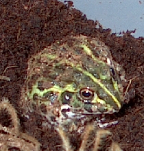 Azibo! New Pixie Frog