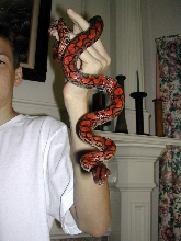 Beautiful TRUE Peruvian Rainbow Boa