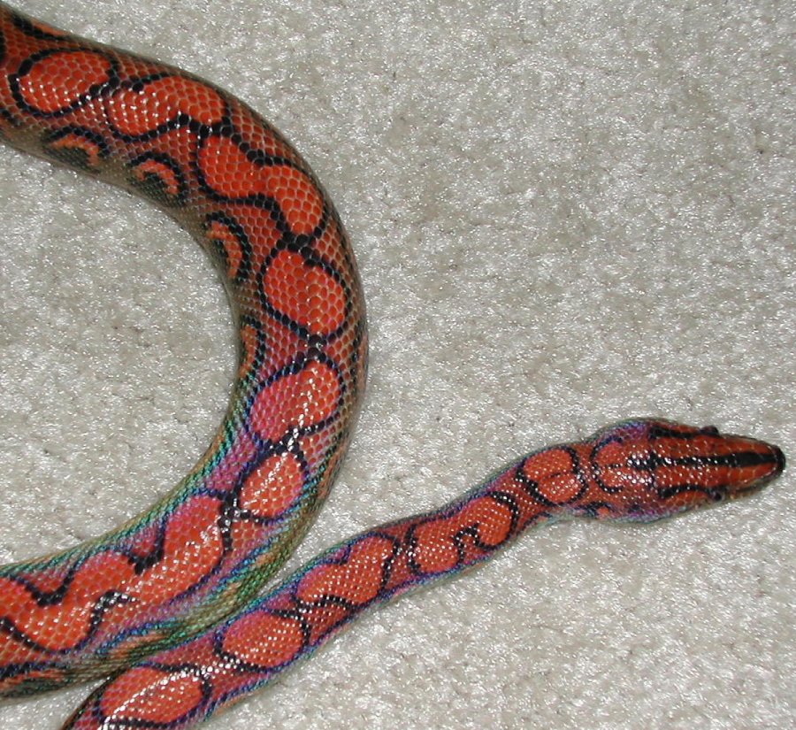 Peruvian Rainbow
