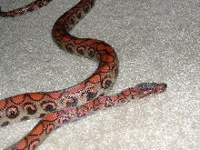 Peruvian Rainbow Boa