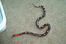 Striped Sinaloan