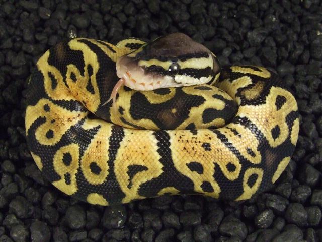 2007 Hatchling Pastel Ball Python