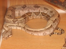 Jungle phase hoggie
