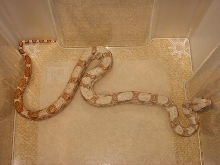 Orange phase hoggie