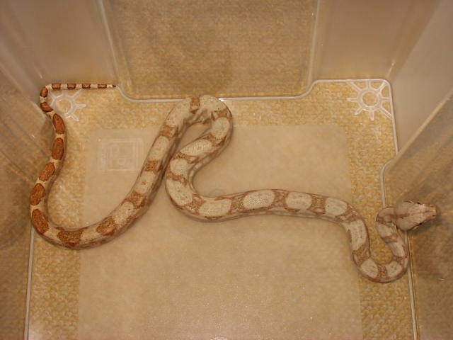 Orange phase hoggie