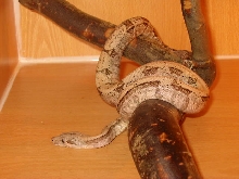 Jungle phase hoggie
